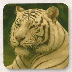 White Tiger Resting in Woodland Shade Coaster