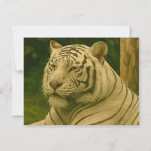 White Tiger Resting in Woodland Shade Postcard