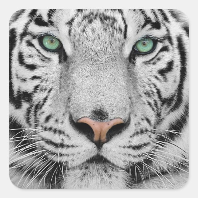 White Tiger Square Sticker (Front)