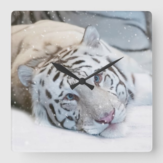 White Tiger Square Wall Clock (Front)