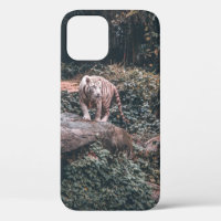 WHITE TIGER STANDING ON GREY STONE
