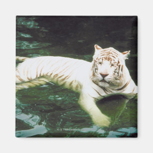 White Tiger Swimming Peacefully Magnet