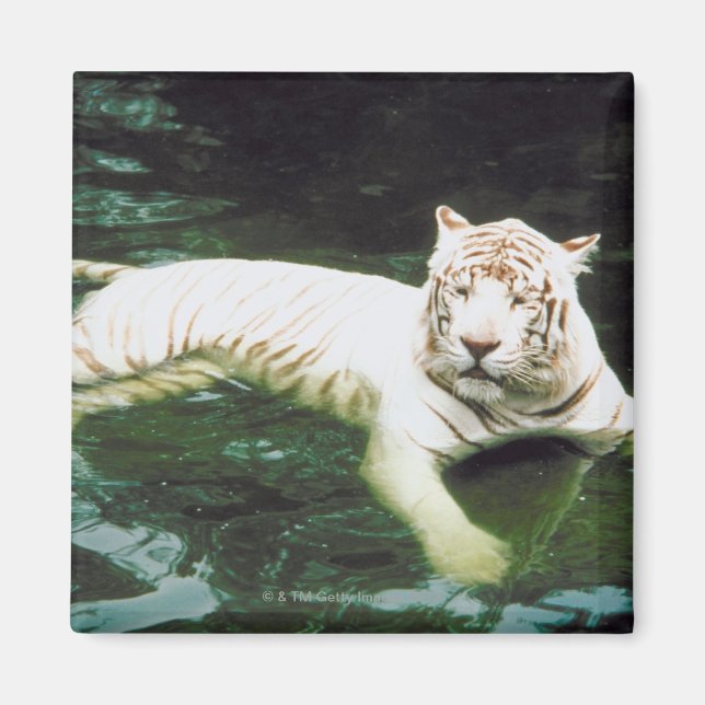 White Tiger Swimming Peacefully Magnet (Front)