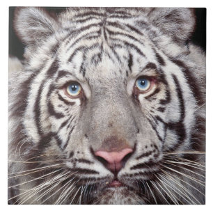 White Tiger Tile