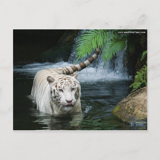 White Tiger Water Postcard (Front)
