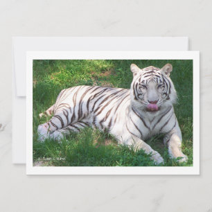 White Tiger with Blue Eyes Licking Nose