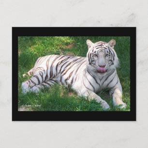 White Tiger with Blue Eyes Licking Nose Postcard