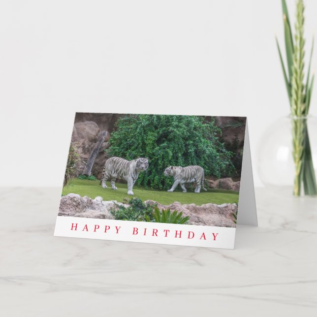 White tigers birthday card (Front)