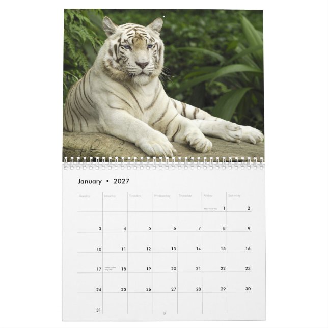 white tigers blue eyes calendar (Jan 2027)
