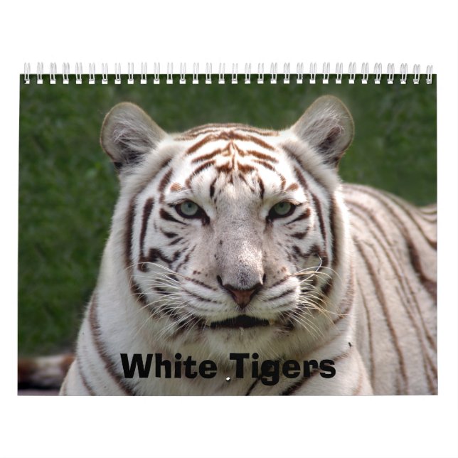 White Tigers Calendar, White Tigers Calendar (Cover)