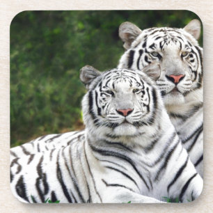 White Tigers Coaster