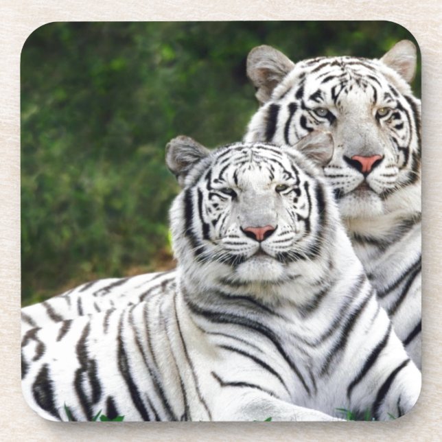 White Tigers Coaster (Front)