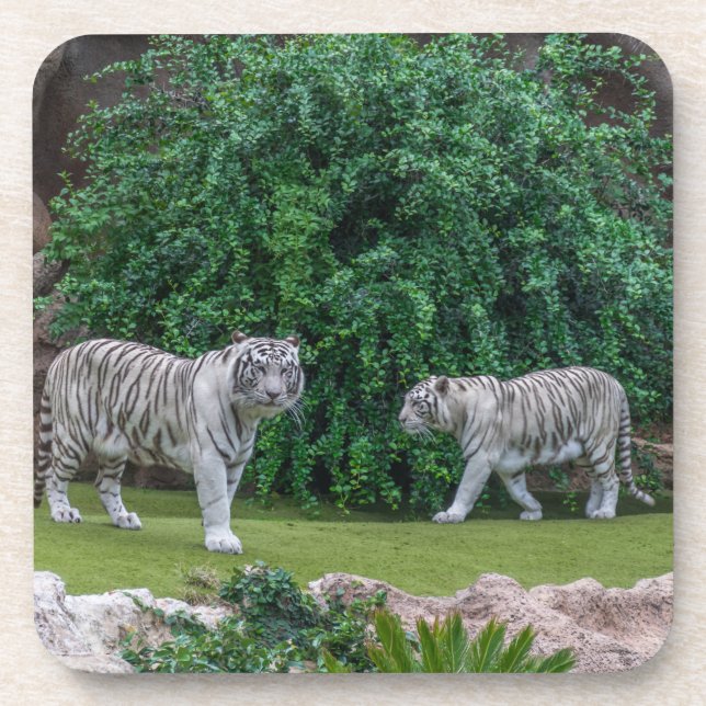 White tigers hard plastic coasters (Front)