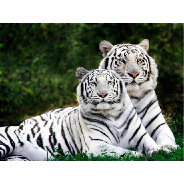 White Tigers Photo Sculpture (Front)
