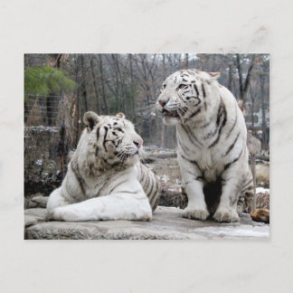 White Tigers Postcard