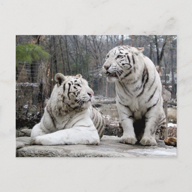 White Tigers Postcard (Front)