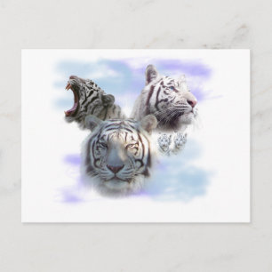 White Tigers Postcard