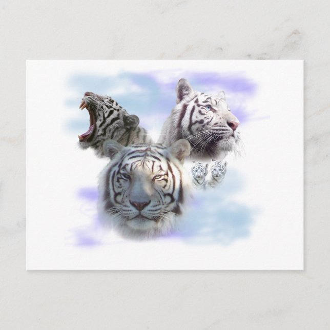 White Tigers Postcard (Front)