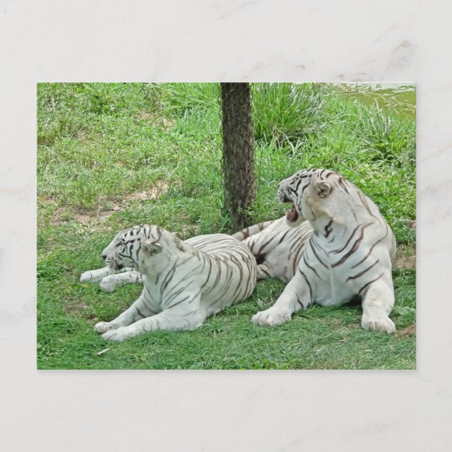 White Tigers Postcard (Front)