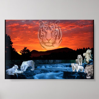 white tigers poster
