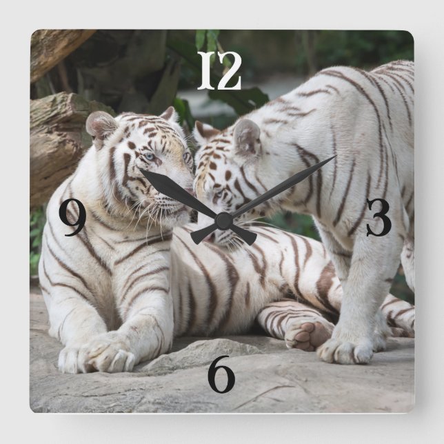 White Tigers Square Wall Clock (Front)