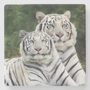 White Tigers Stone Coaster