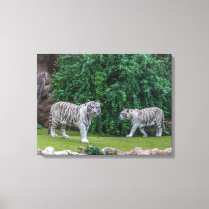 White tigers view canvas print