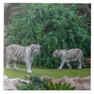 White tigers view ceramic tile