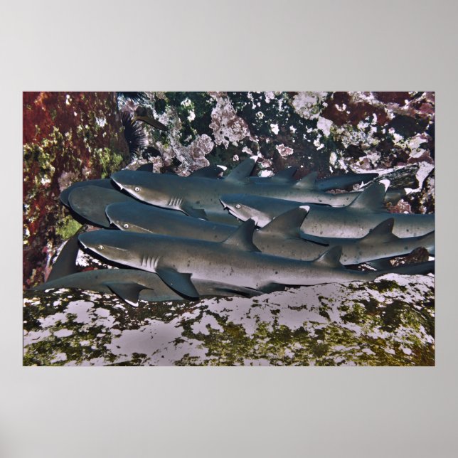 White Tip Reef Shark Pile Poster (Front)