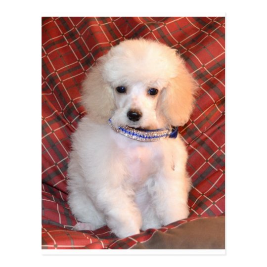 toy poodle fluffy