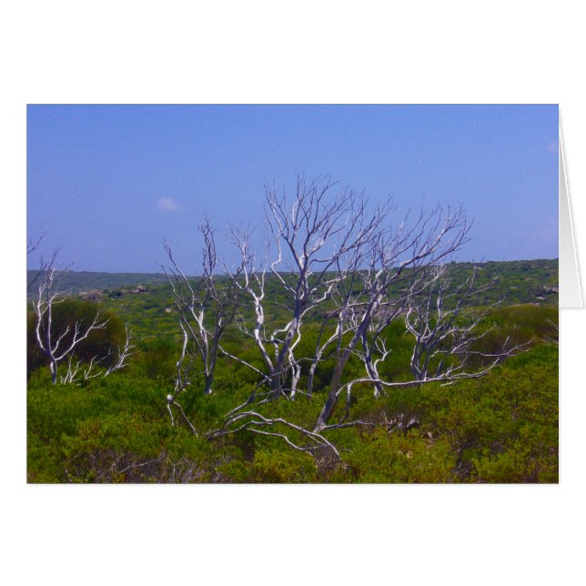 white tree (Front Horizontal)