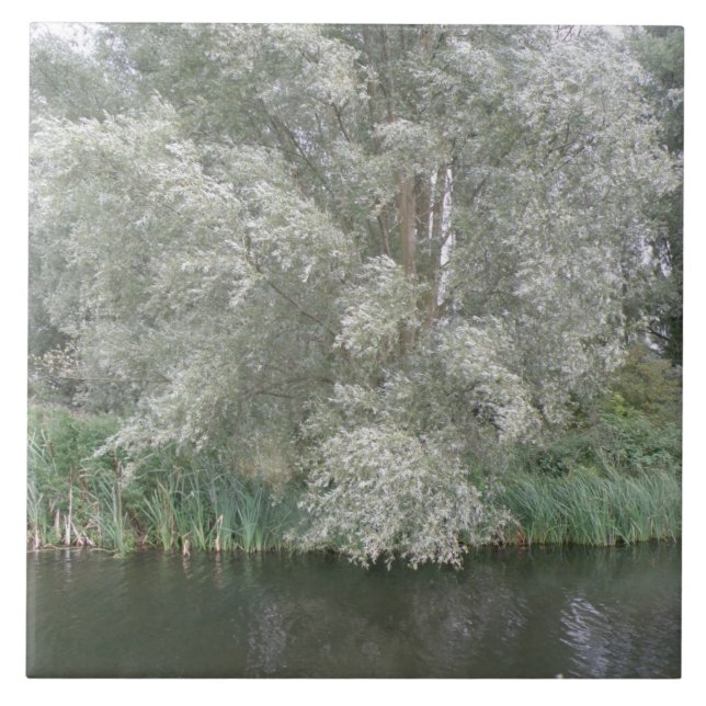 White Tree and River Landscape Tile (Front)