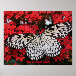 White Tree Nymph Butterfly Poster Deco