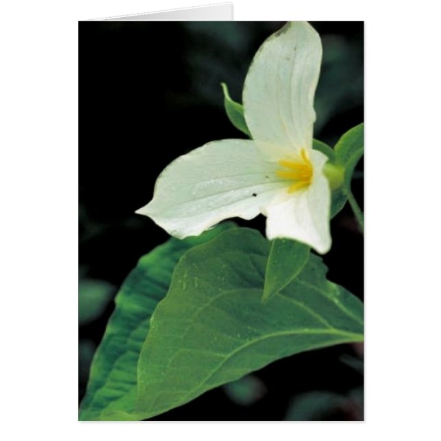 White trillium (Front)