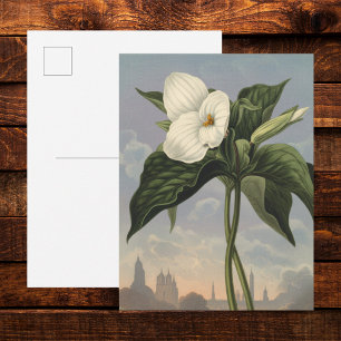 White Trillium Flower in Temple of Flora Style  Postcard