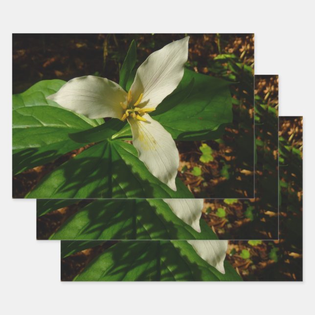 White Trillium Flower Spring Wildflower Wrapping Paper Sheet (Set)