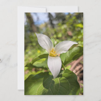 White Trillium Wildflower in Sunlit Forest Invitation