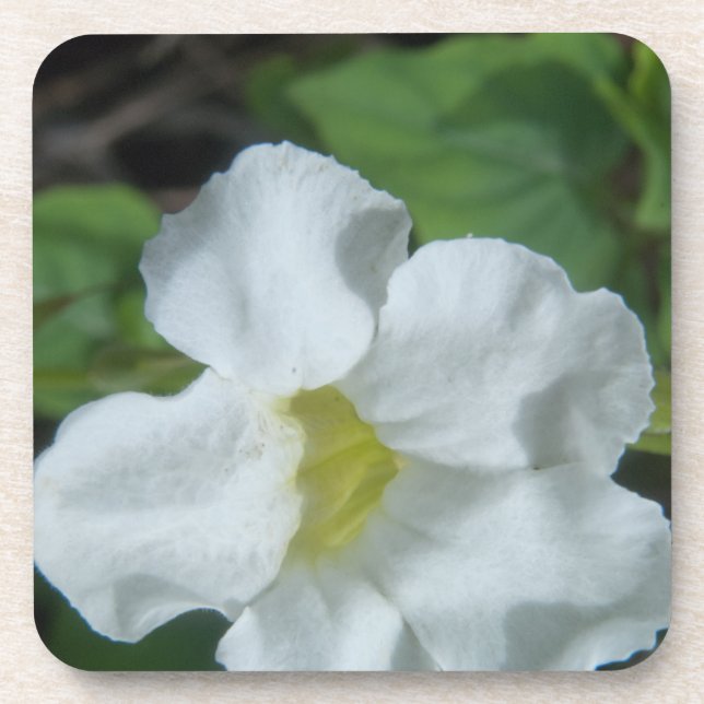 White Tropical Flower Found on Fiji Coaster (Front)