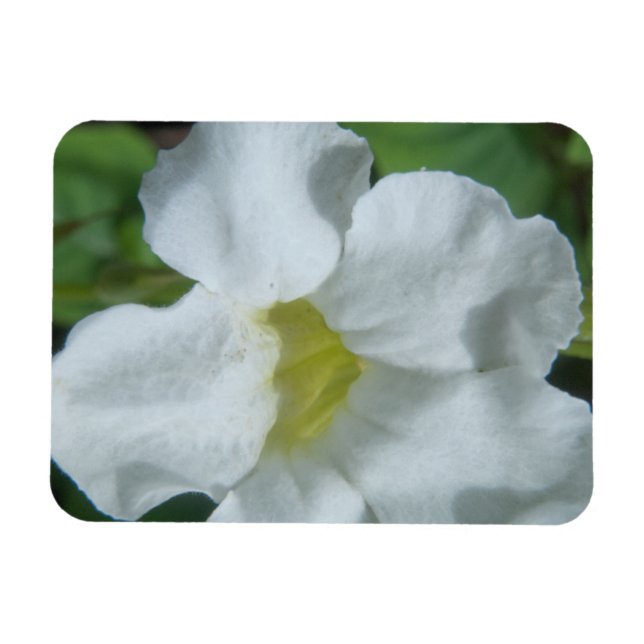 White Tropical Flower Found on Fiji Magnet (Horizontal)