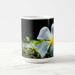 White tropical flower (frangipani) close up coffee mug