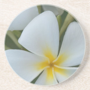 White Tropical Flower From Fiji Coaster