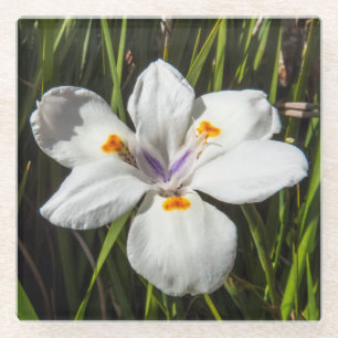 White Tropical Flower Glass Coaster