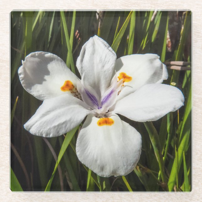 White Tropical Flower Glass Coaster (Front)