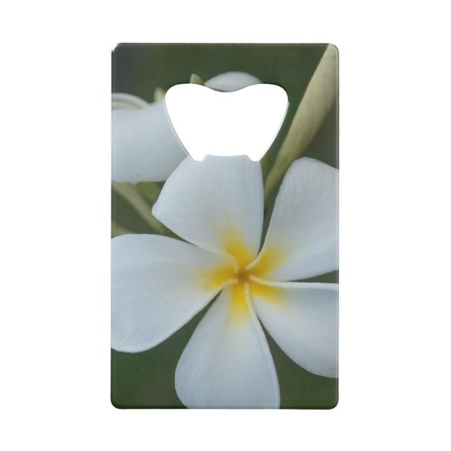 White Tropical plumeria Flower From Fiji (Front)