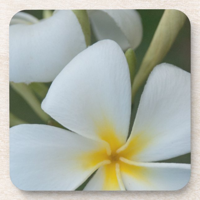 White Tropical Plumeria Flower From Fiji Coaster (Front)