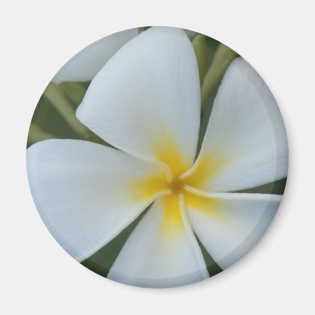 White Tropical plumeria Flower From Fiji Magnet (Front)