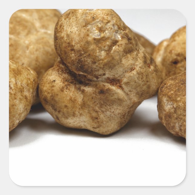 White truffles of the species tuber oligospermum. square sticker (Front)