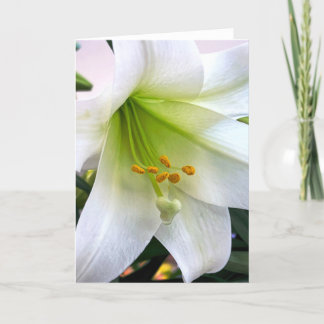White Trumpet Lily  Thank You Card