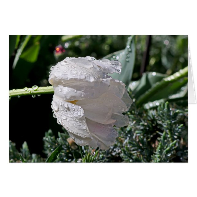 White Tulip (Front Horizontal)