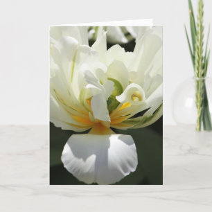 White Tulip Card